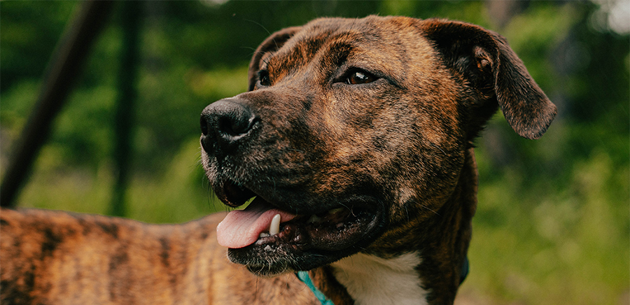 brown and tan healthy dog