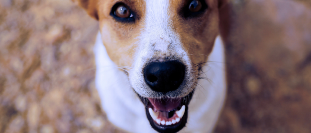 dog smiling at camera