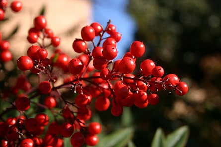 cranberry bush