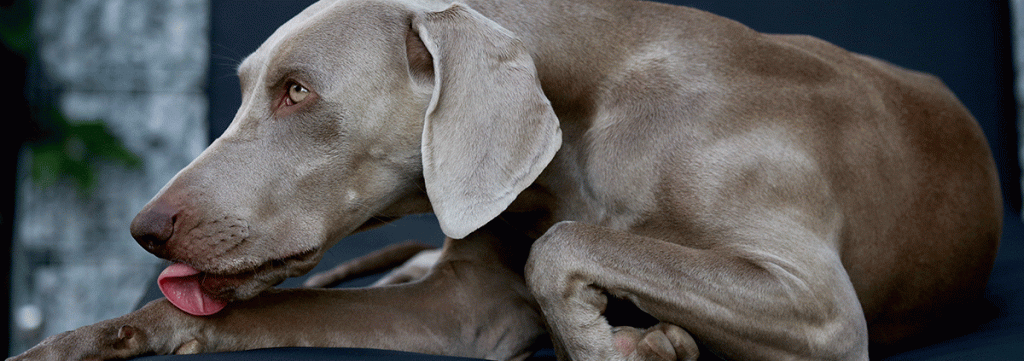 dog with allergies licking paw