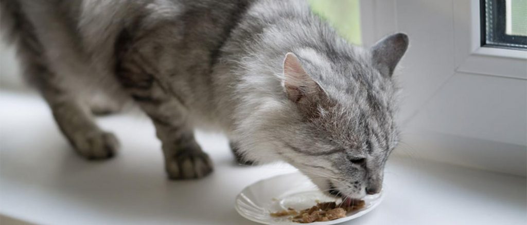 indoor cat eating