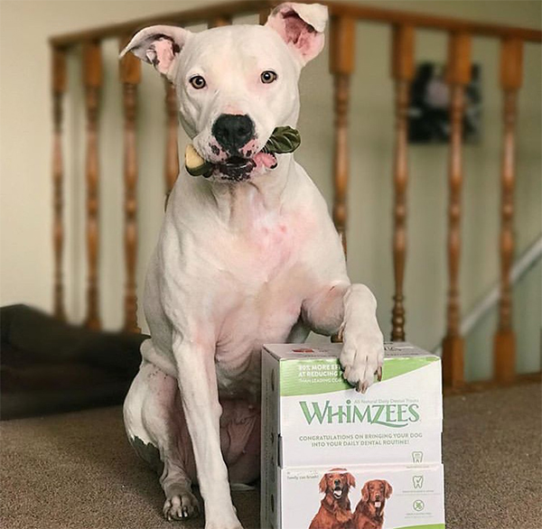 pit bull with WHIMZEES dental chews for dogs