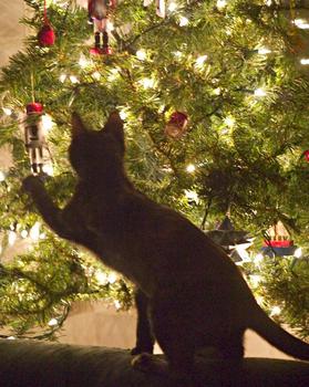 Cat and Christmas Tree