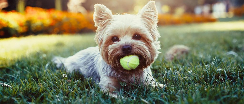 Yorkshire Terrier puppy