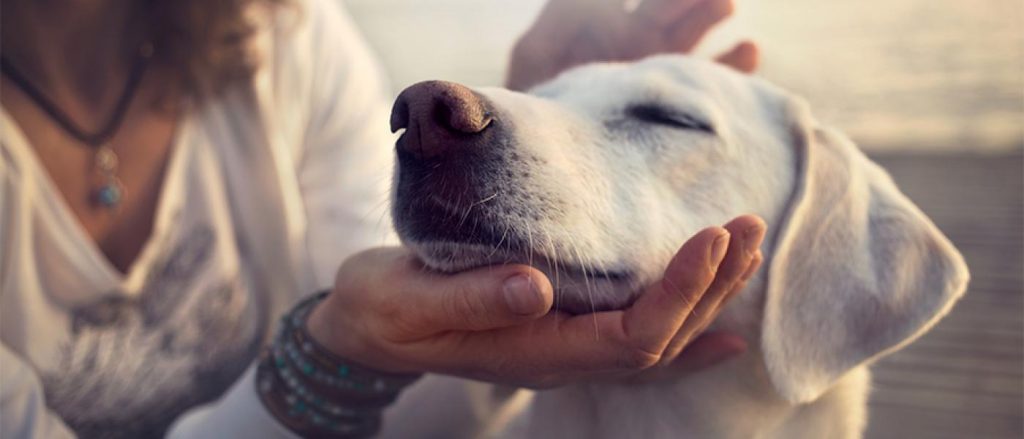 spending time with pets