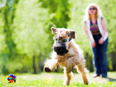 Dog playing catch