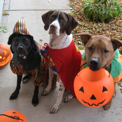 Dogs dressed up for Halloween