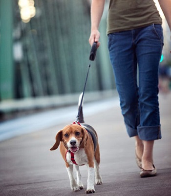 Person walking a dog