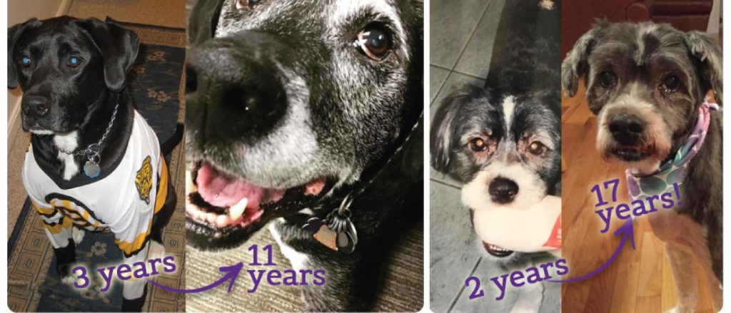 senior pets through the years