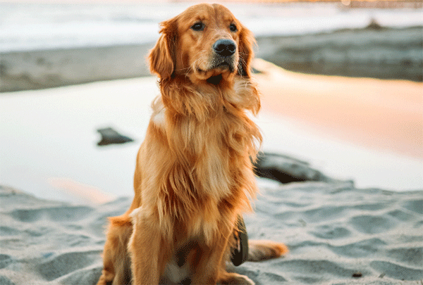 Golden Retriever on beach