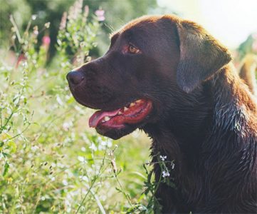 Wellness CORE dog