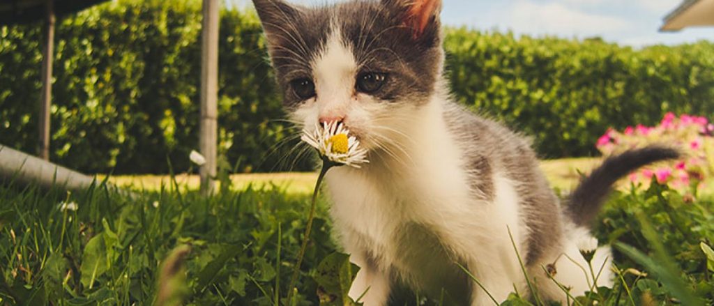 keep cats cool