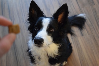 puppy waiting for food