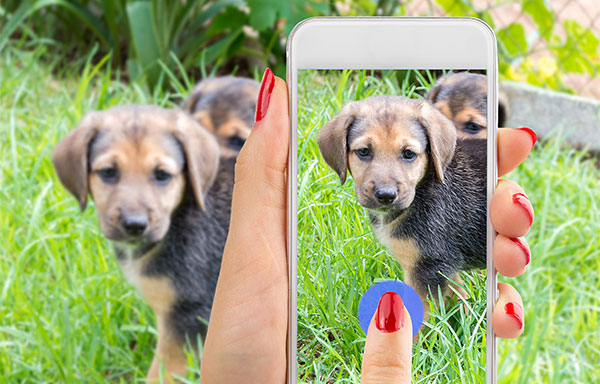 person taking photo of dog