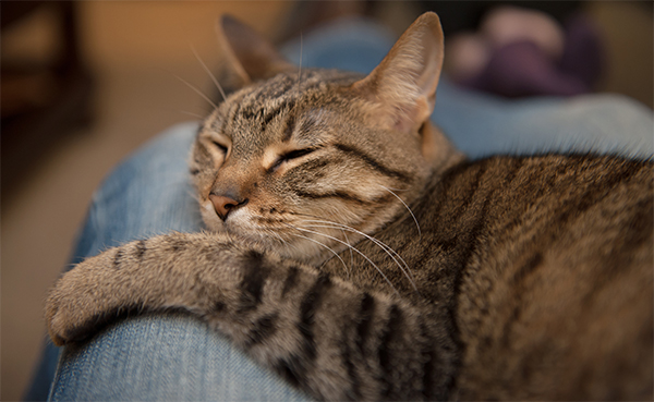 cat sleeping on persons lap