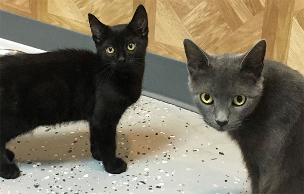 chase and nadia in the shelter