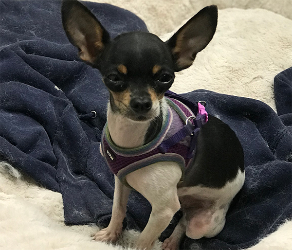 Frida the Chihuahua