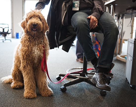 Nerdery pet friendly company