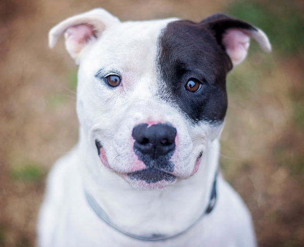 pit bull dog smiling