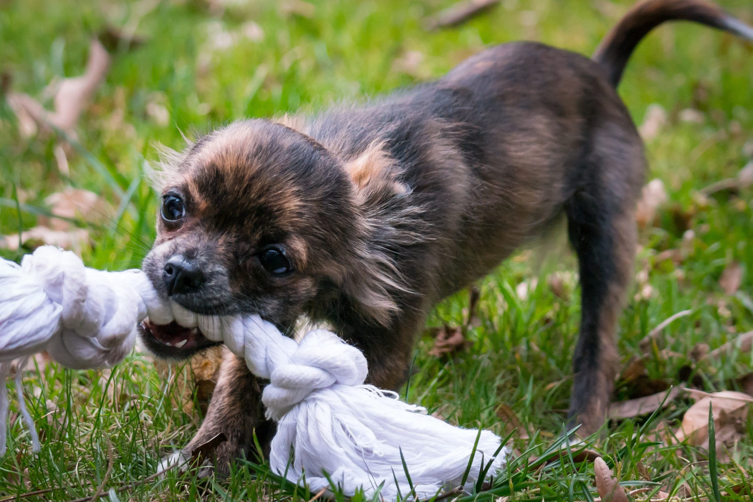 small dog exercise