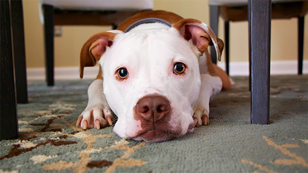 pit bull dog