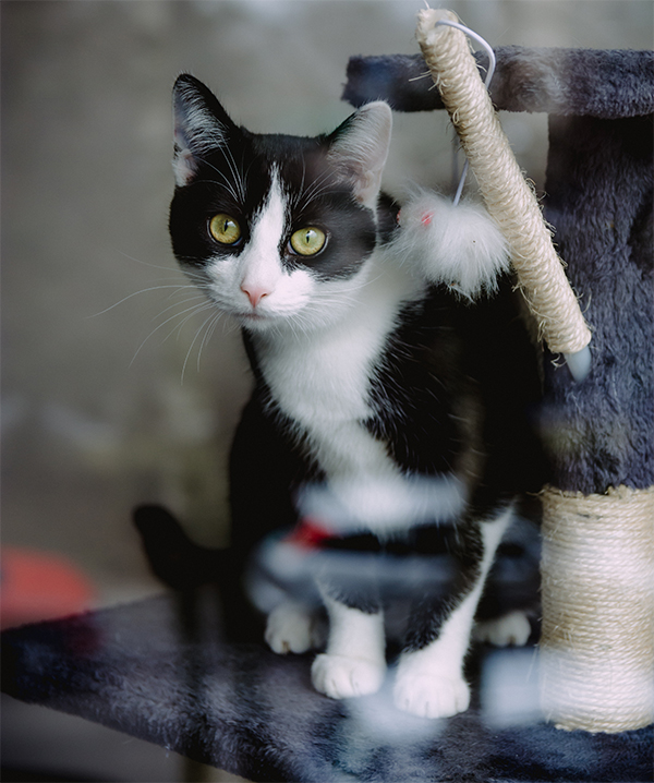 cat with scratching post