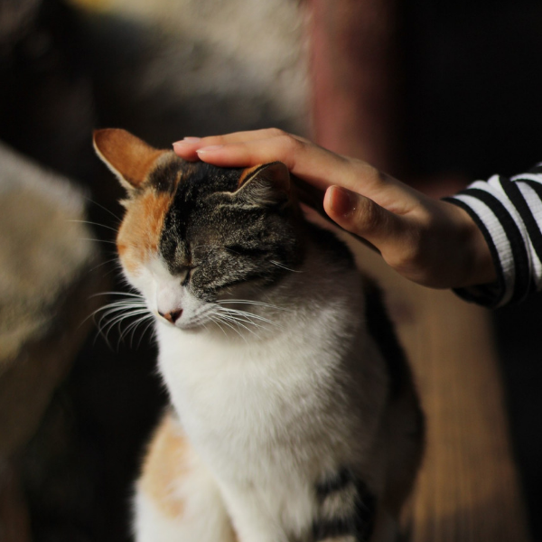 person petting cat