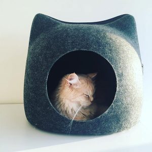 cat sleeping in hiding covered bed