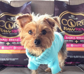 Yorkshire Terrier with Wellness CORE RawRev dry dog food