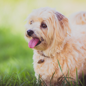 small breed dogs that dont shed