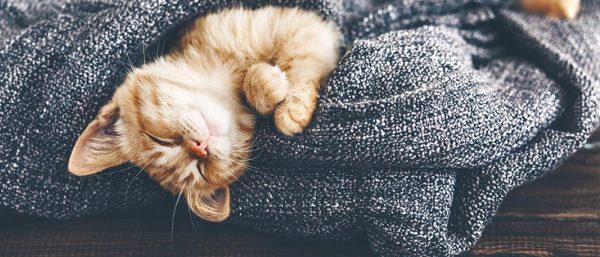 Kitten snuggling in a blanket