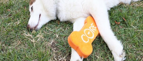 dog allergies pet allergies