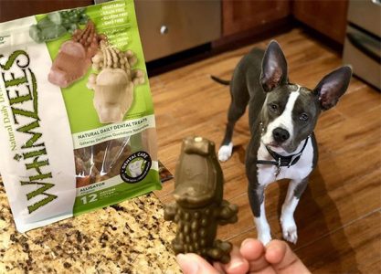 pit bull with WHIMZEES