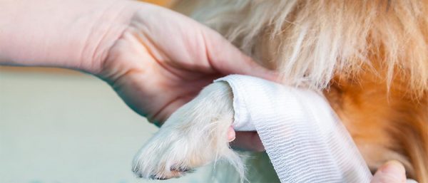 Pet First Aid Month