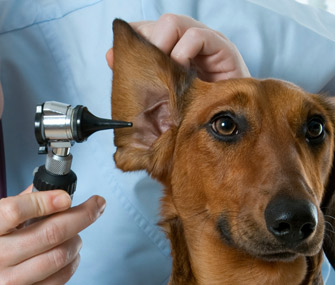 Pet Ear Exam