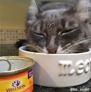 Cat Eating Wellness Food