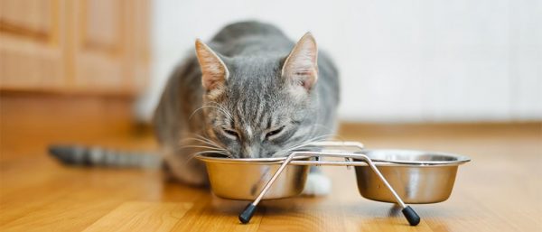 Cat eating from silver dish