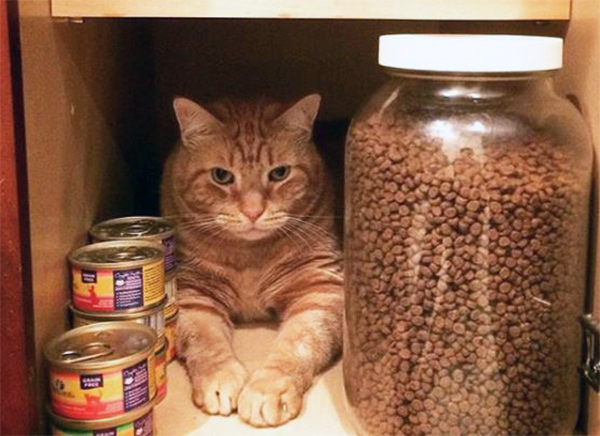 cat sitting in cabinet