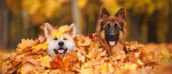dogs in leaves