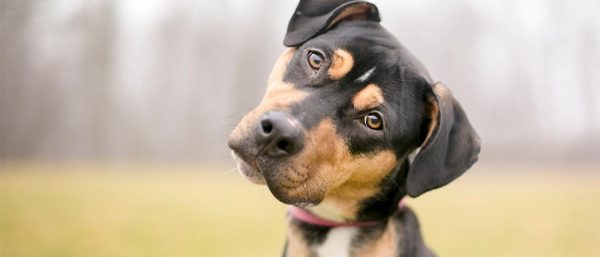 inquisitive dog tilting head to the side