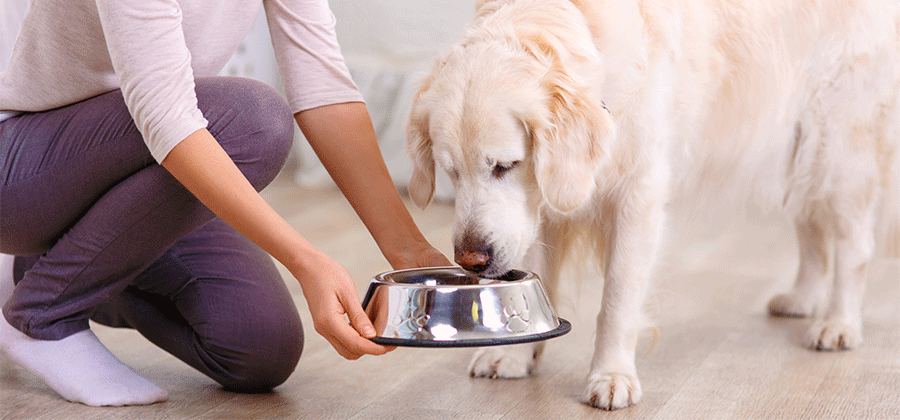 What To Feed Dogs Who Are Picky Eaters
