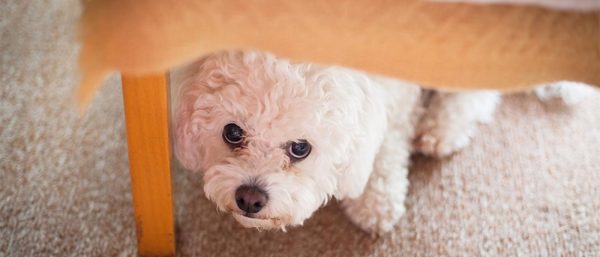 cbd for dog anxiety