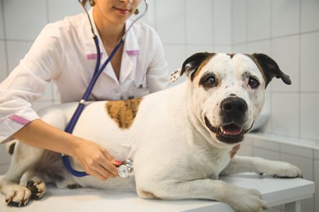 dog at veterinarian