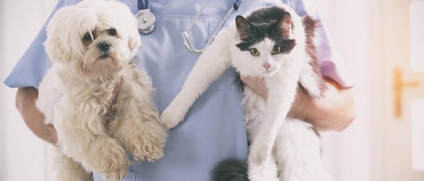 dog and cat at the vet