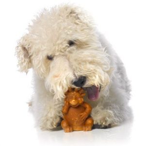 Dog chewing WHIMZEES dog dental treat