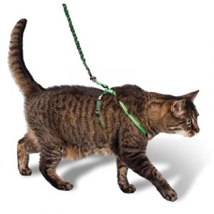 Cat walking with harness