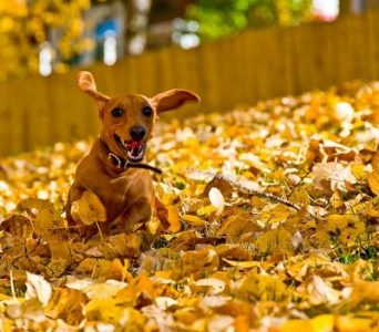Dog playing in leaves