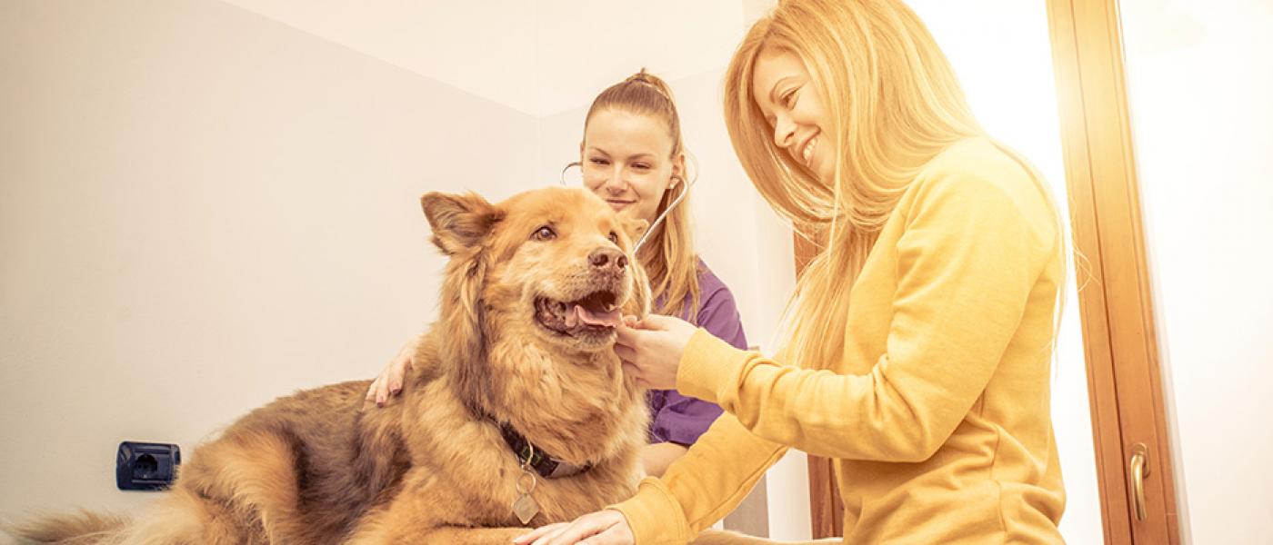 How to Choose a Vet (in 10 Steps) Wellness Pet Food Taiwan