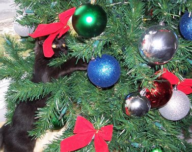 cat in christmas tree 7
