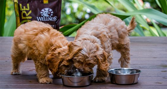 puppies eating Eellness CORE